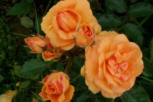 ARIZONA SUN (floribunda)